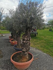 Olivovník - 2