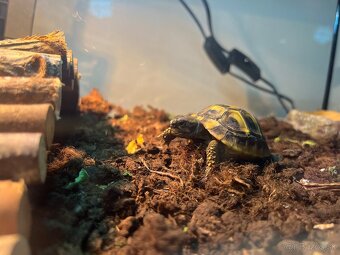 Korytnačka zelenkastá-Testudo hermanni - 2