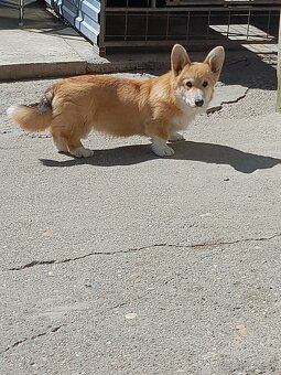 Welsh corgi pembroke - 2