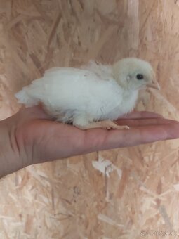 Leghorn a hempsir - 2