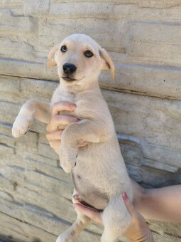 Šteniatka Jack russel terier, posledný 3 chlapci - 2