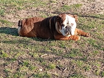 Anglicky buldog-steniatka - 2