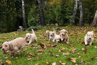 Goldendoodle šteniatka F2 - 2