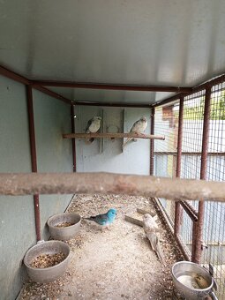 Papagáj spevavý - 2