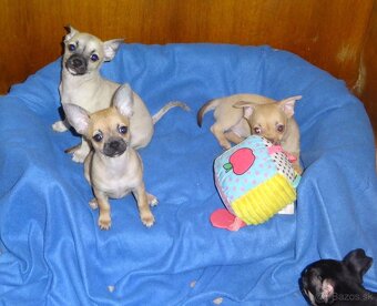 čivava krátkosrstá - 2