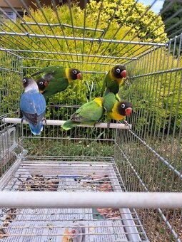 Agapornis personata (škraboškový) - 2