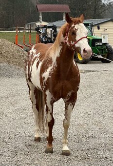 Pripúšťanie APH žrebcom - 2