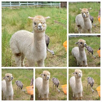 LAMA ALPAKA - 2