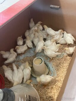 Leghorn - 2