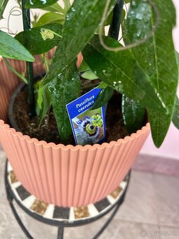 Passiflora caerulea/Múčenka - 2