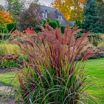 Panicum virgatum ‘Squaw’ (Proso prútnaté) - 2
