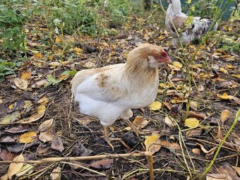 Araucana - 2