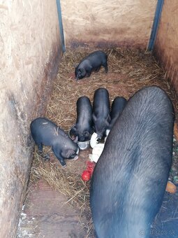 Predám vietnamské - 2