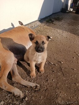 Belgický ovčiak Malinois cross - 2