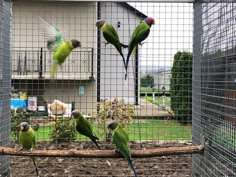 Alexander červenohlavy - 2