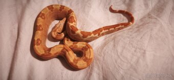 Velhad kralovsky sunglow - 2