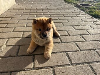 Shiba Inu - 2