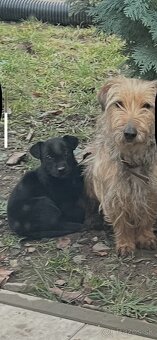 Darujem šteniatko - 2