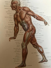 Vyobrazenie človeka na osnovách anatomie a kreslenia postav - 2