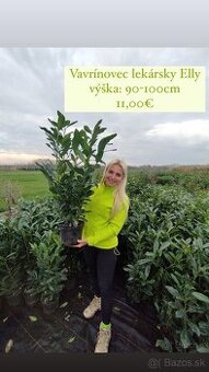 Vavrínovec Genolia,Elly, - 2