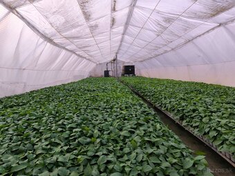 Planty - 2