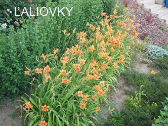 ĽALIOVKY, KLEOPATRINA IHLA , HORTENZIA, FLOX - 2