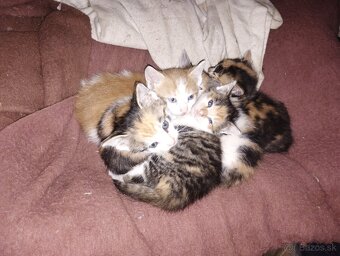 Maciatka mesacne - 2