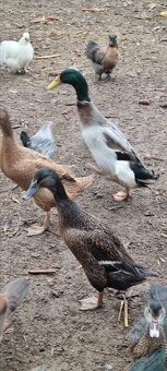 Kacky pizmove a miesane ruanske s bezcami - 2