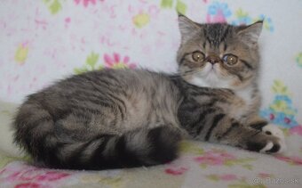 Exotický kocúr - 2