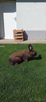 Durínsky králik - 2