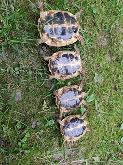Predám testudo hermanni Puglie - 2