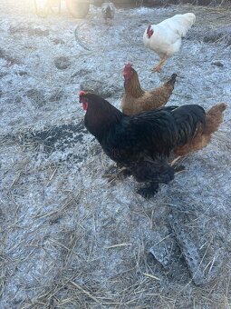 Brahmanka kohút - 2