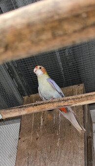 Rozela zltohlava škorica samec 2025 - 2