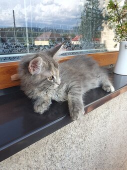 MAINE COON - 2