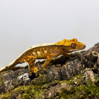 GeckoSVK - Pagekón riasnatý (ciliatus), hrbolkohlavý - 2