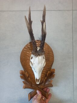 Parohy, parožie, zhody, trofeje - 2