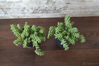 Sedum (sukulenty) - 2 druhy - 2
