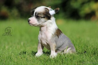 Čínský chocholatý pes - hairless male - 2