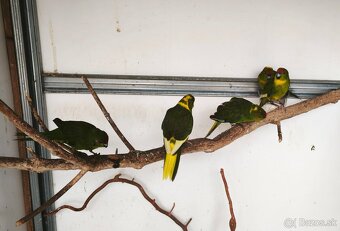 Kakariky - 2