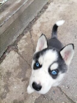 sibírsky husky/hasky - 2