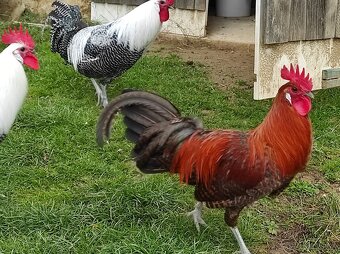 Kohút brakelky striebornej - 2