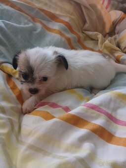 Čivava x Maltezak - 2