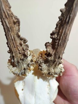 Trofej trofeje parohy parožie zhody,,,,, - 2