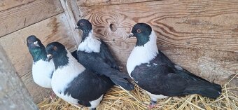 Moravský pštros. - 2