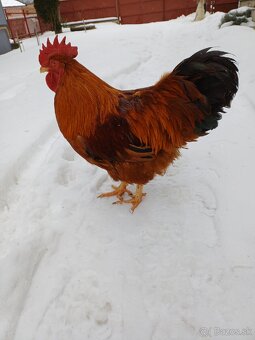 Kohúty Hempšir - 2