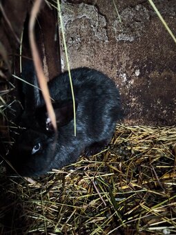 Nemecký obrovity strakač - 2