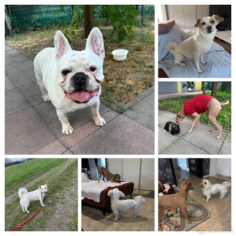 Stráženie psíkov - 2