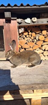 Predaj králikov - 2