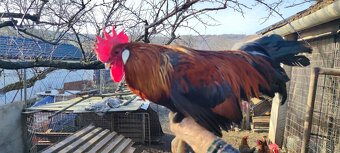 Predám kohúta Vlaška jarabičia - 2