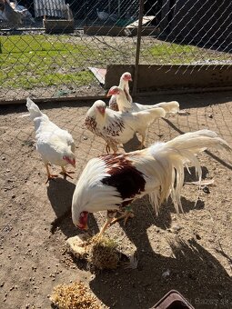 NV yokohama červenosedlatá - 2